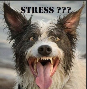 Picture for category Stress and Anxiety Products 